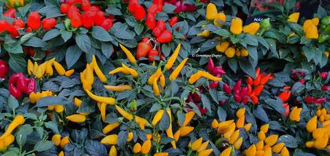 Piment d' Amérique du sud