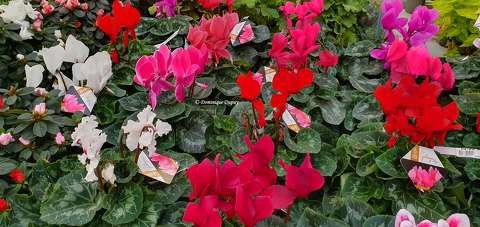 Cyclamens