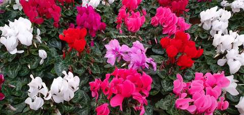 Cyclamens