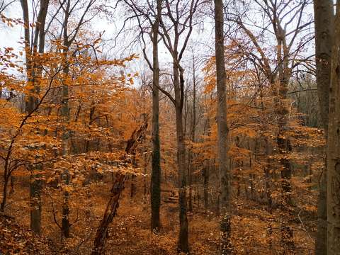November vége az erdőben