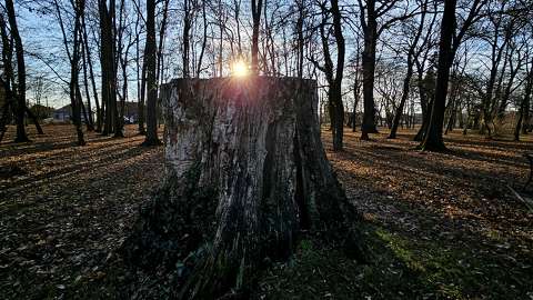 erdő fény
