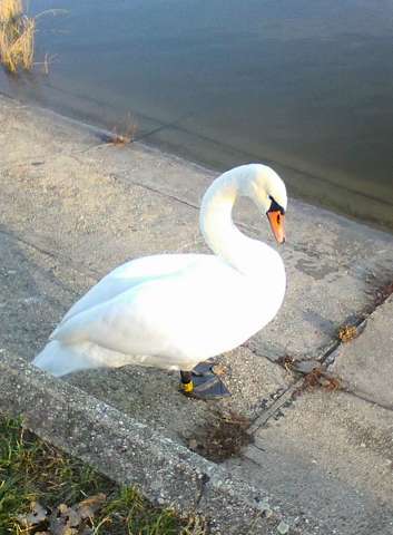 Hattyú
