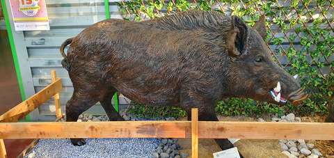 Sanglier
