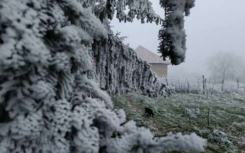 Zúzmara, bandukoló cica