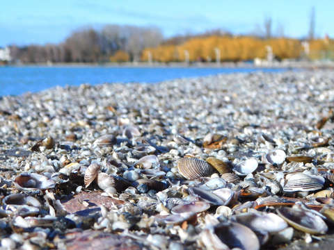 Balatonkenese, kagyló