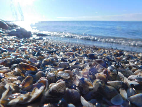 Balatonkenese, hullám, kagyló