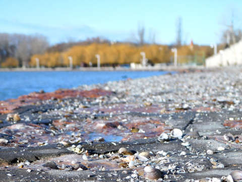 Balatonkenese, kagyló