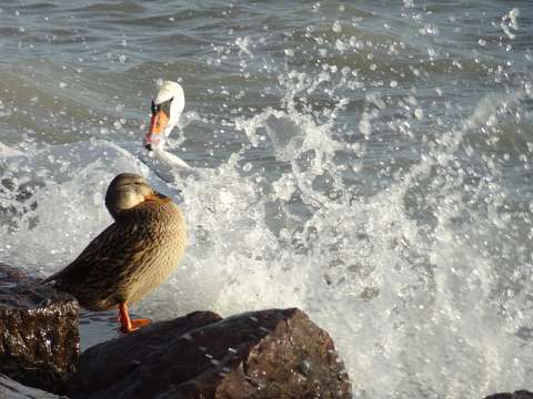 Viharos Balaton, hattyú, tőkés réce tojó