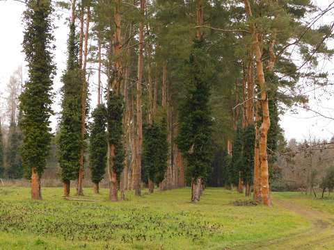 Kámoni Arborétumban - Szombathely