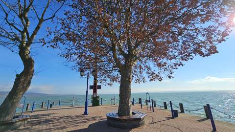 balaton fa magyarország tó