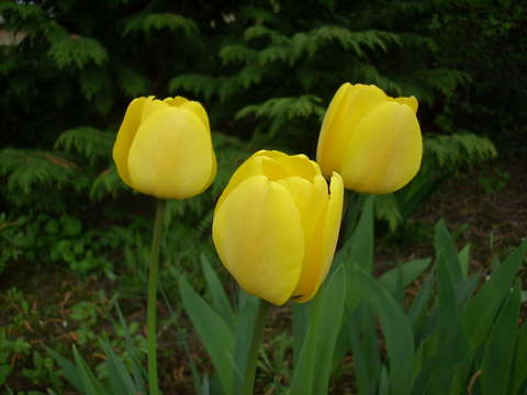 Tulipán