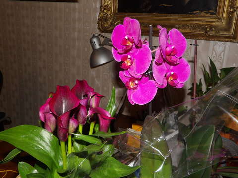 Orchidea és Cala