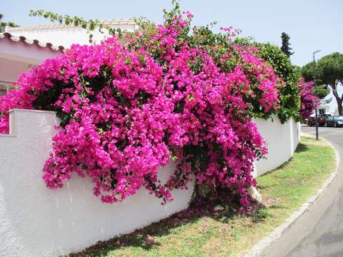 bougainvillea címlapfotó kerítés utca