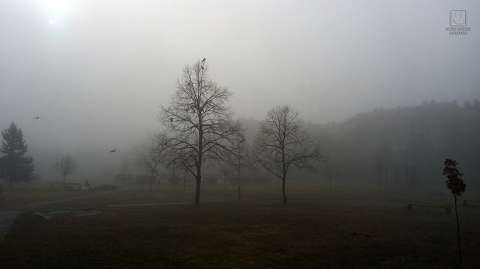 köd, fák, park