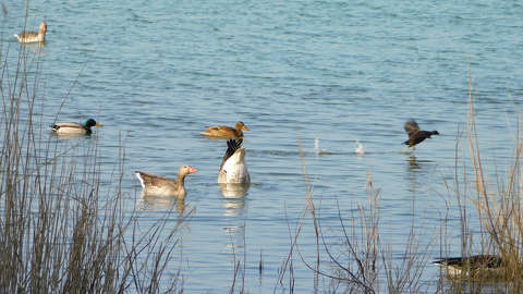 Balaton, lúd és kacsa