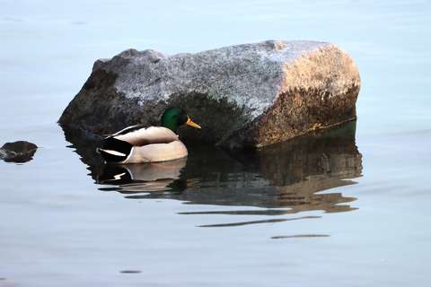 Balatonfűzfő
