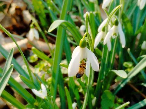 Hóvirág - Galanthus