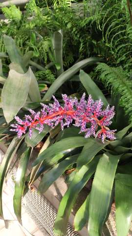 Aechmea fendleri, bromélia, trópusi növény