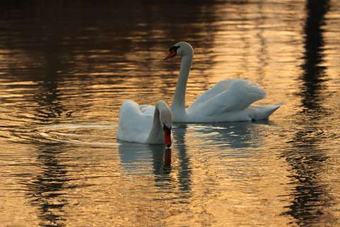 Aranyban úszkáló hattyúk a Balatonon.