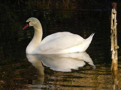 Hattyú