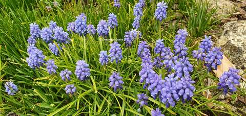 Muscari