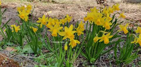 Narcisses