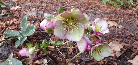 Les Hellébores du jardin