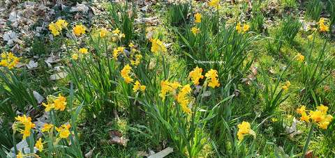 Jonquilles