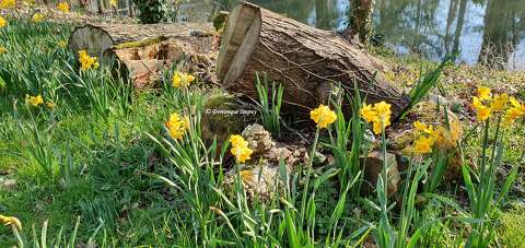 Jonquilles