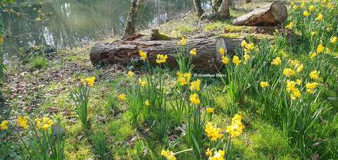 Jonquilles
