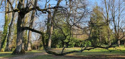 Arbre