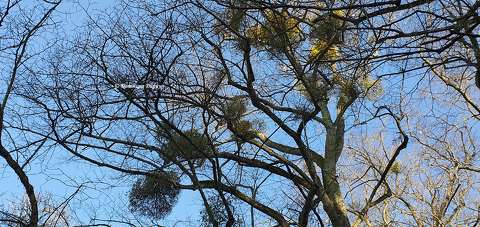 Arbre à Gui