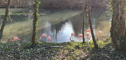 Flamants roses