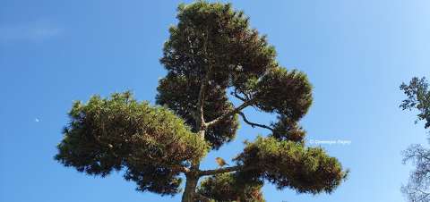 Sapin