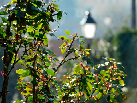 Veszprém