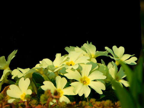 primula, kankalin