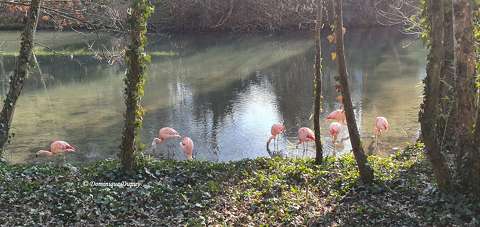 Les Flamands roses