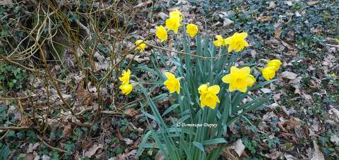 Jonquilles