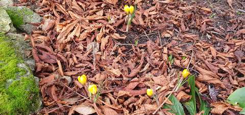Crocus du jardin