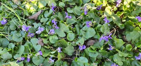 Violettes