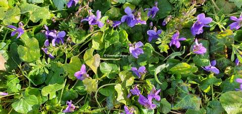 Violettes