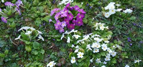 Primevères et violettes