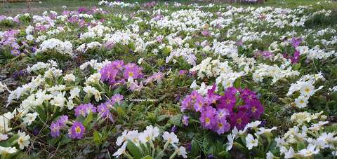 Primevères du jardin