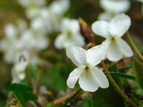 ibolya