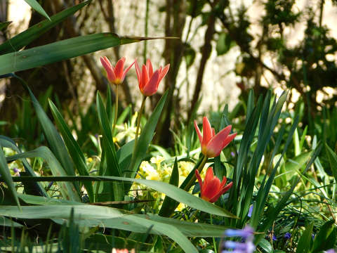tulipán