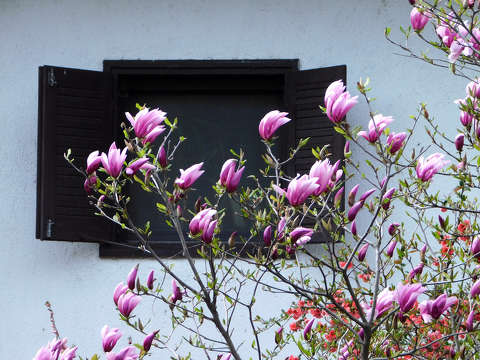 Tulipánfa, ablak