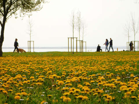 Balatonkenese