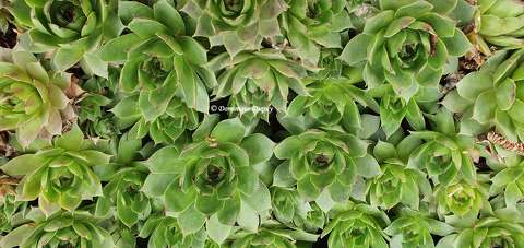 Aeonium