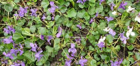 Violettes