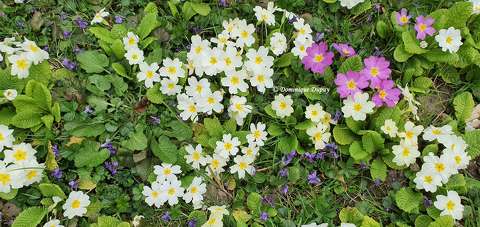 Primevères et Violettes